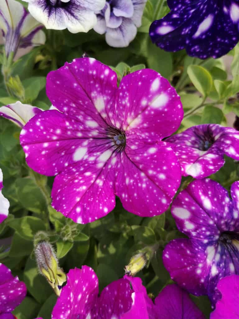 white speckled purple petunias