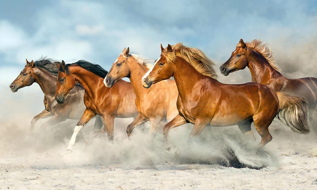 Horse herd