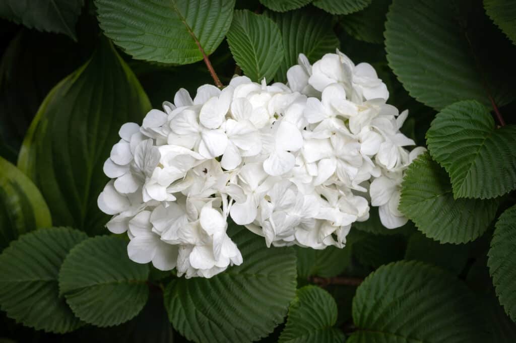 Viburnum macrocephalum or Chinese snowball bush