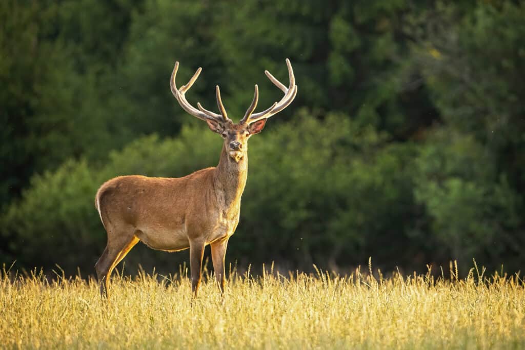 Deer Animal Facts | Odocoileus virginiana - AZ Animals
