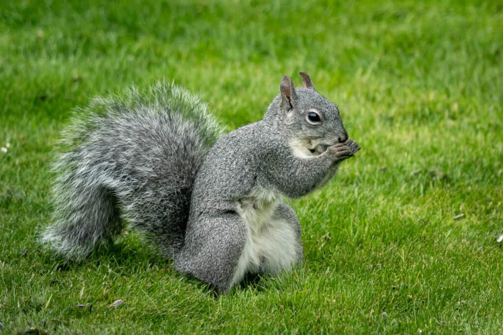 Western gray squirrel, center frame, facing right withers paws close to its mouth as if eating. Background iof green grass.
