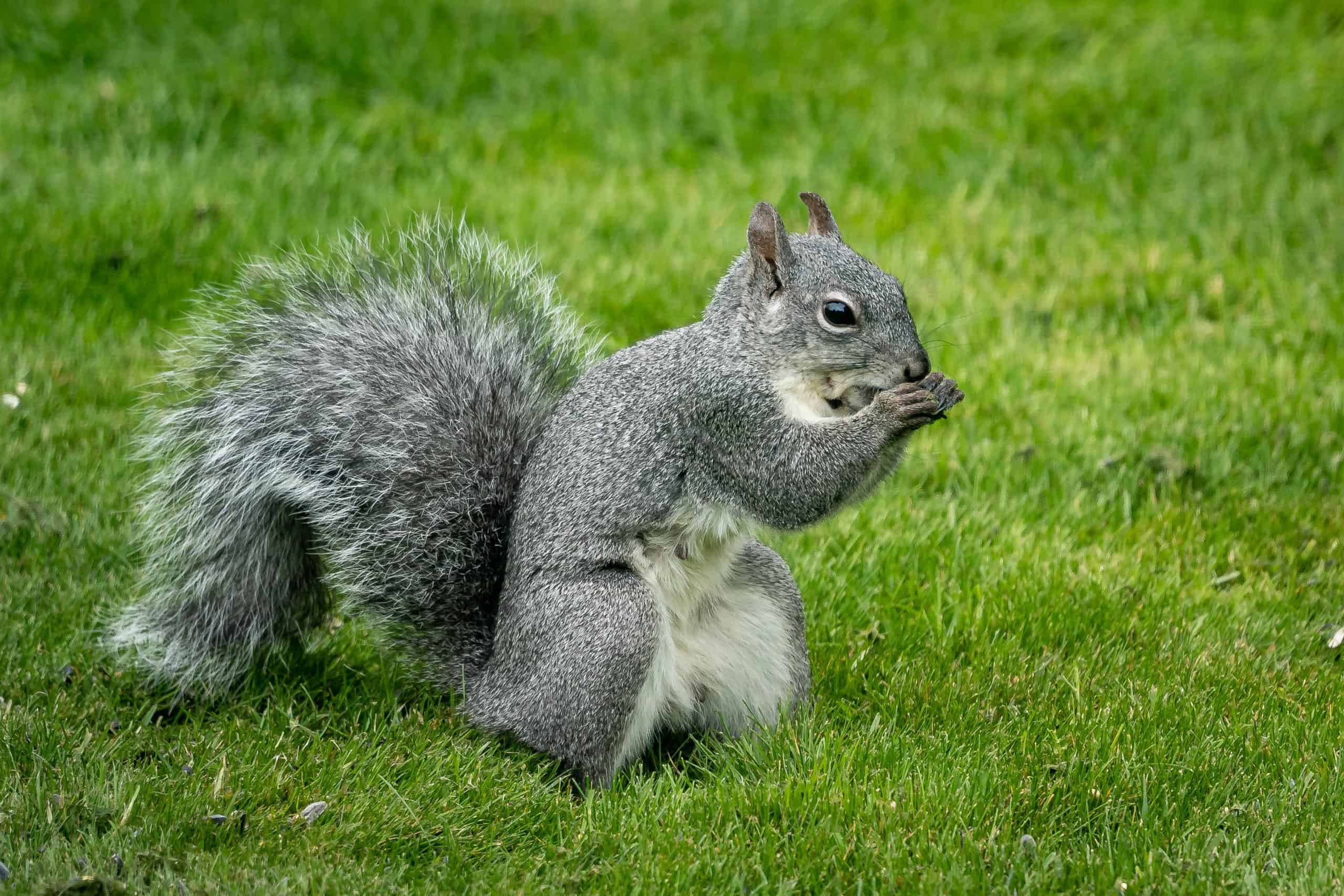 13 Animals That Look Like Squirrels - AZ Animals