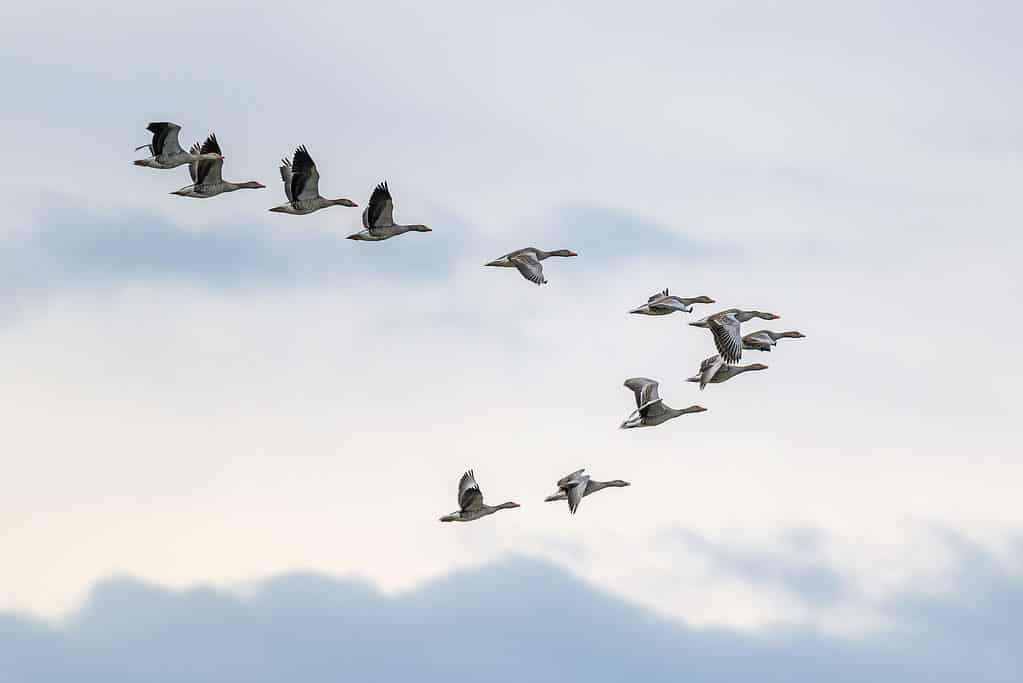 Geese in V formation