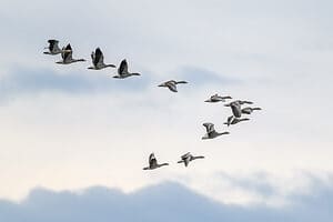 What Is a Group of Geese Called? Picture