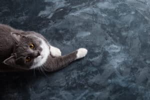 Watch a Silly Housecat Jump Straight Into Fresh Concrete photo