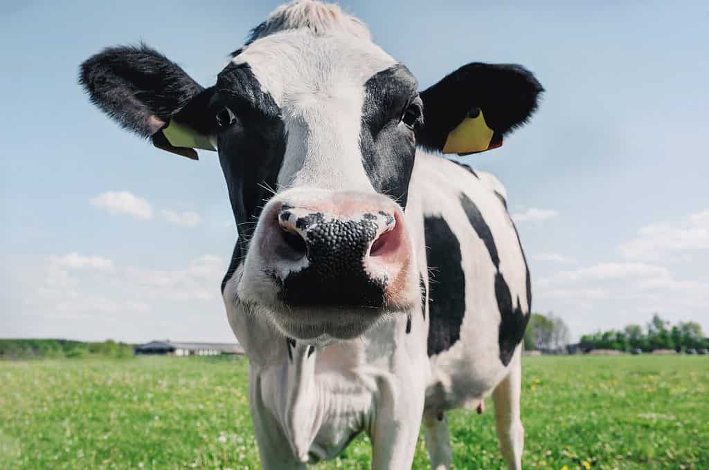 Cow looking into camera