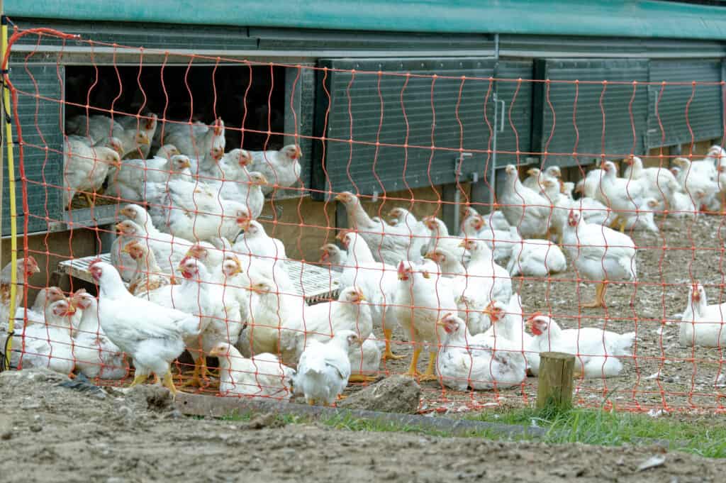 A flock of free-range broiler chickens outside a chicken coop. The chickens are all white with red combs. There are more than 100 chickens in the photo.