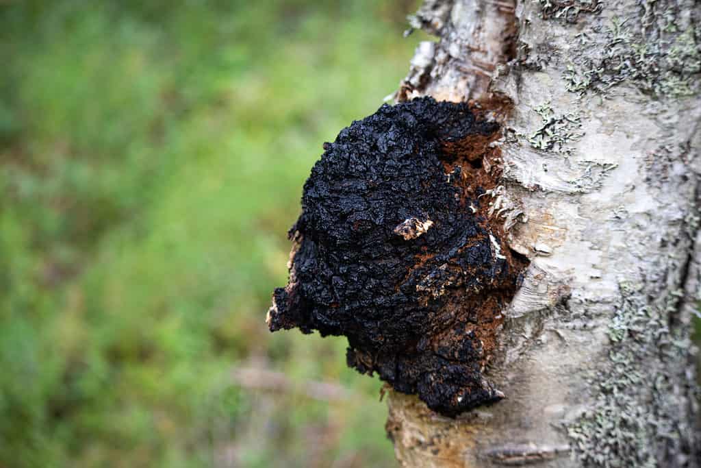Chaga mushroom growing on the side of a birch tree