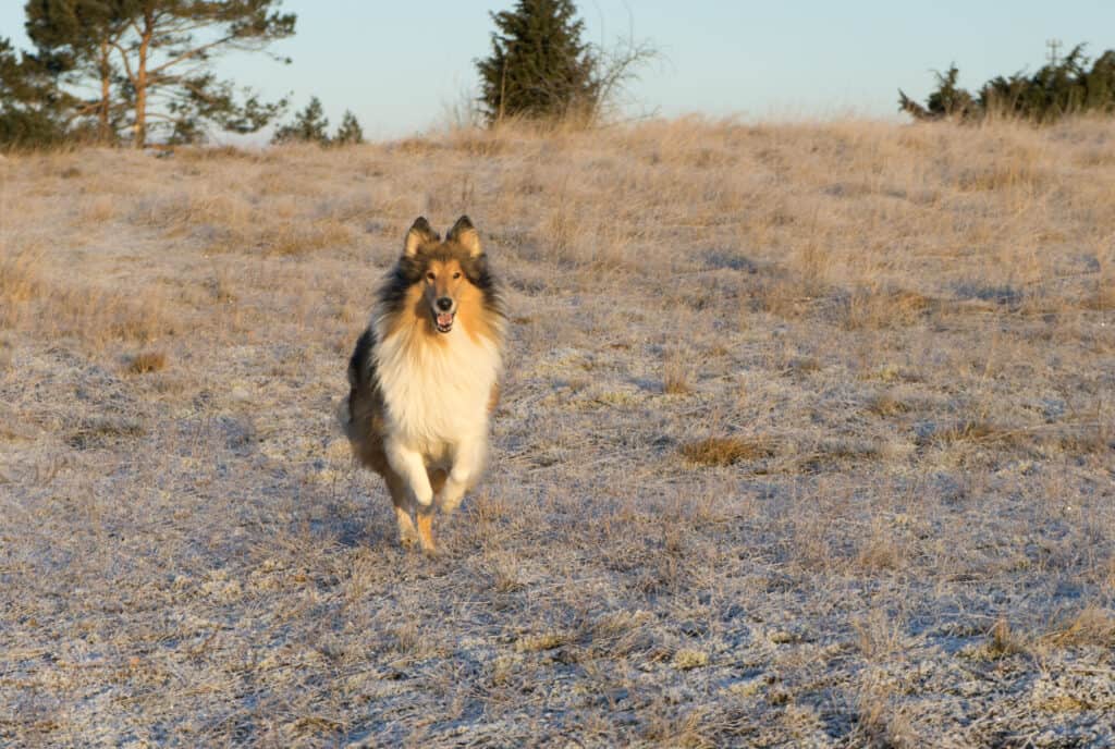 herding dog.