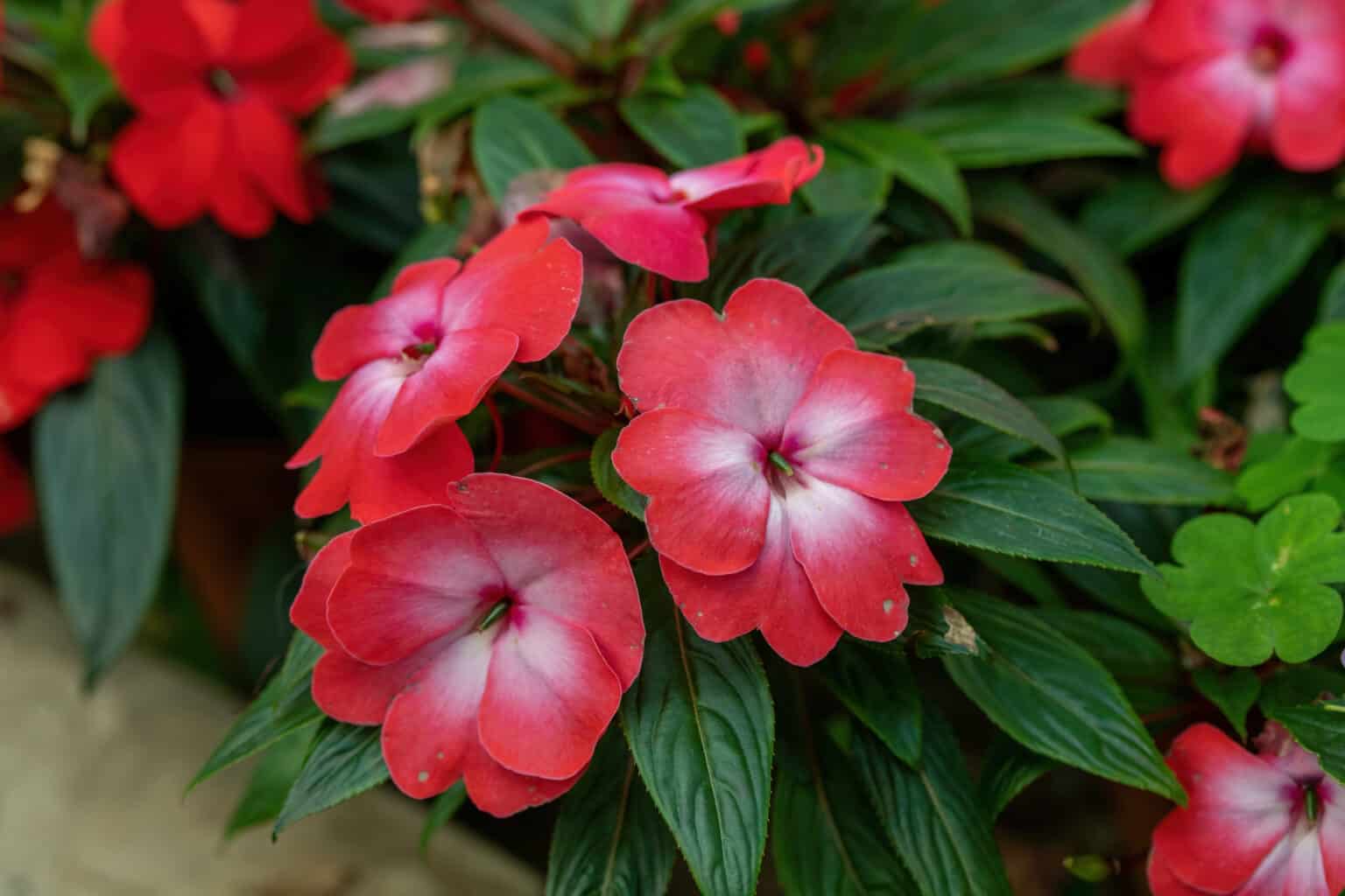 Impatiens vs. Petunia: What's the Difference?