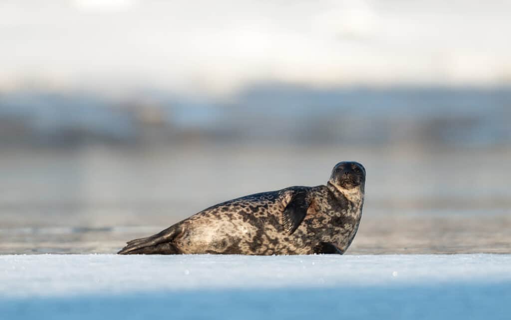 Arctic ringed seal