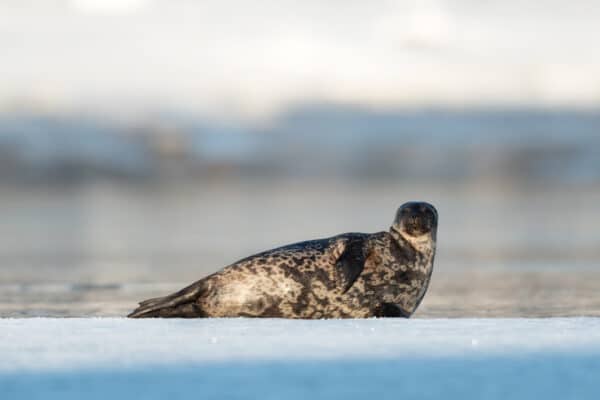 Arctic ringed seals are the most abundant seals in the Northern Hemisphere.