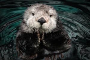 Are Sea Otters Endangered and How Many Are Left In the World? Picture