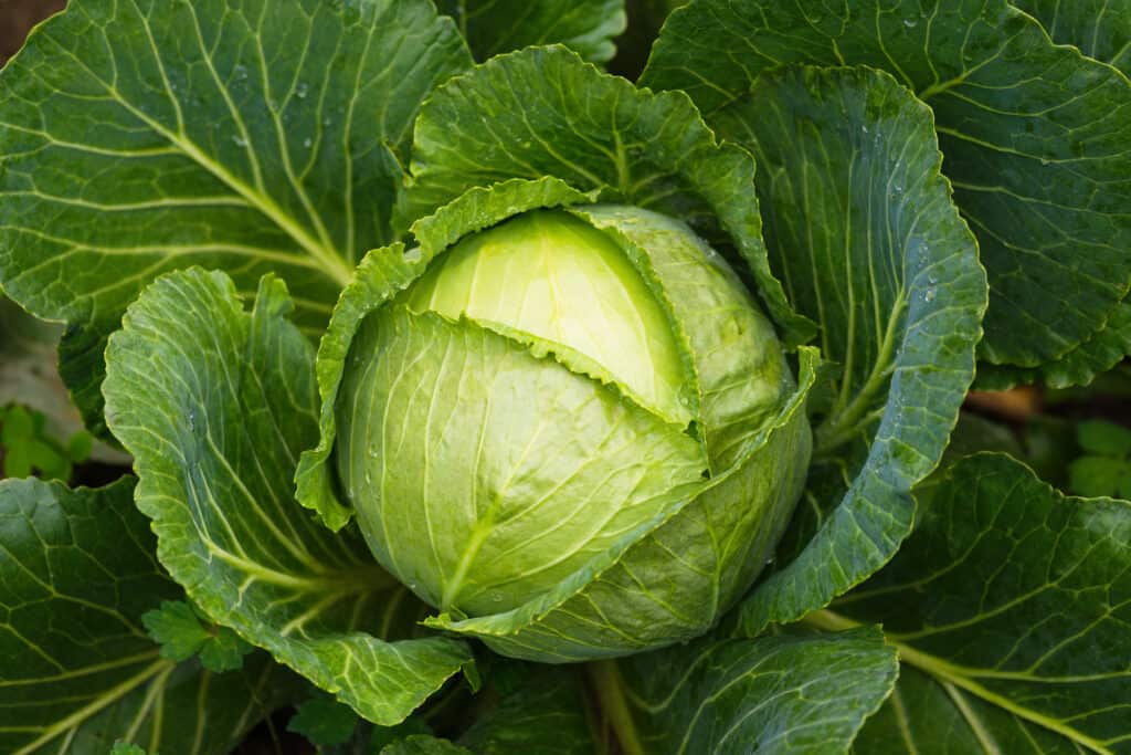 Green cabbage (Brassica oleracea)