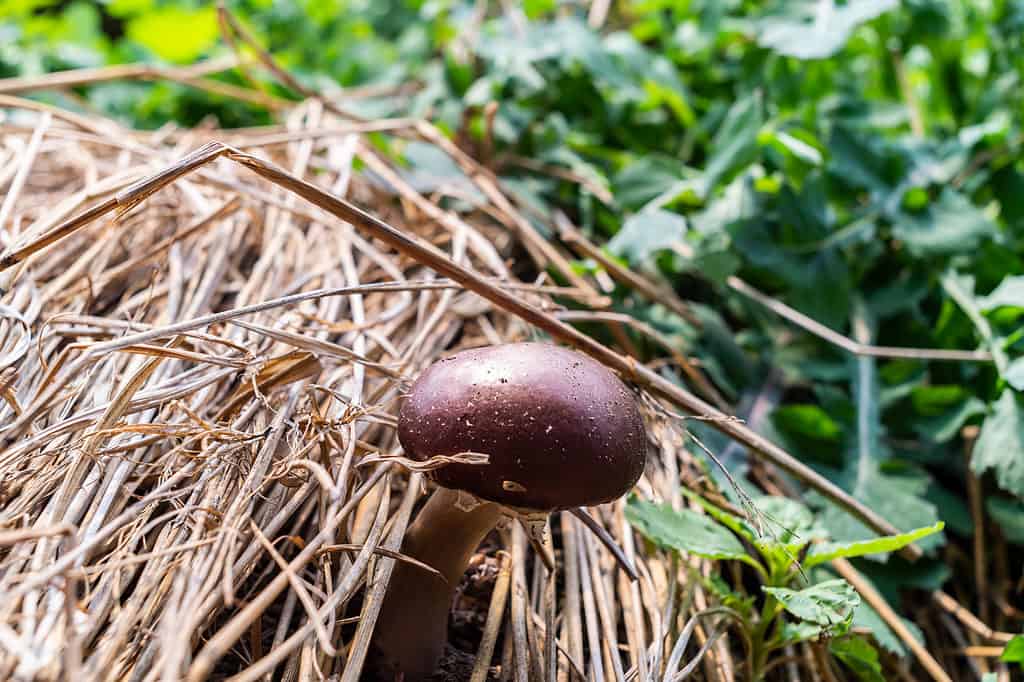 Matsutake popping up between pine needles in forest