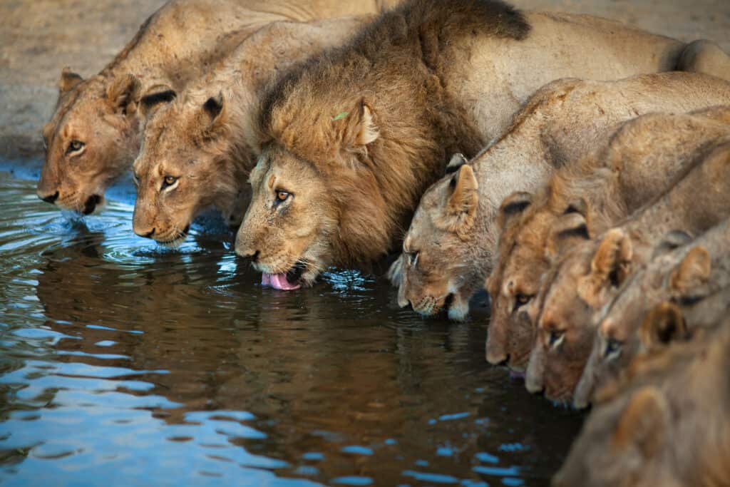 A pride of lions drinking from a pond.