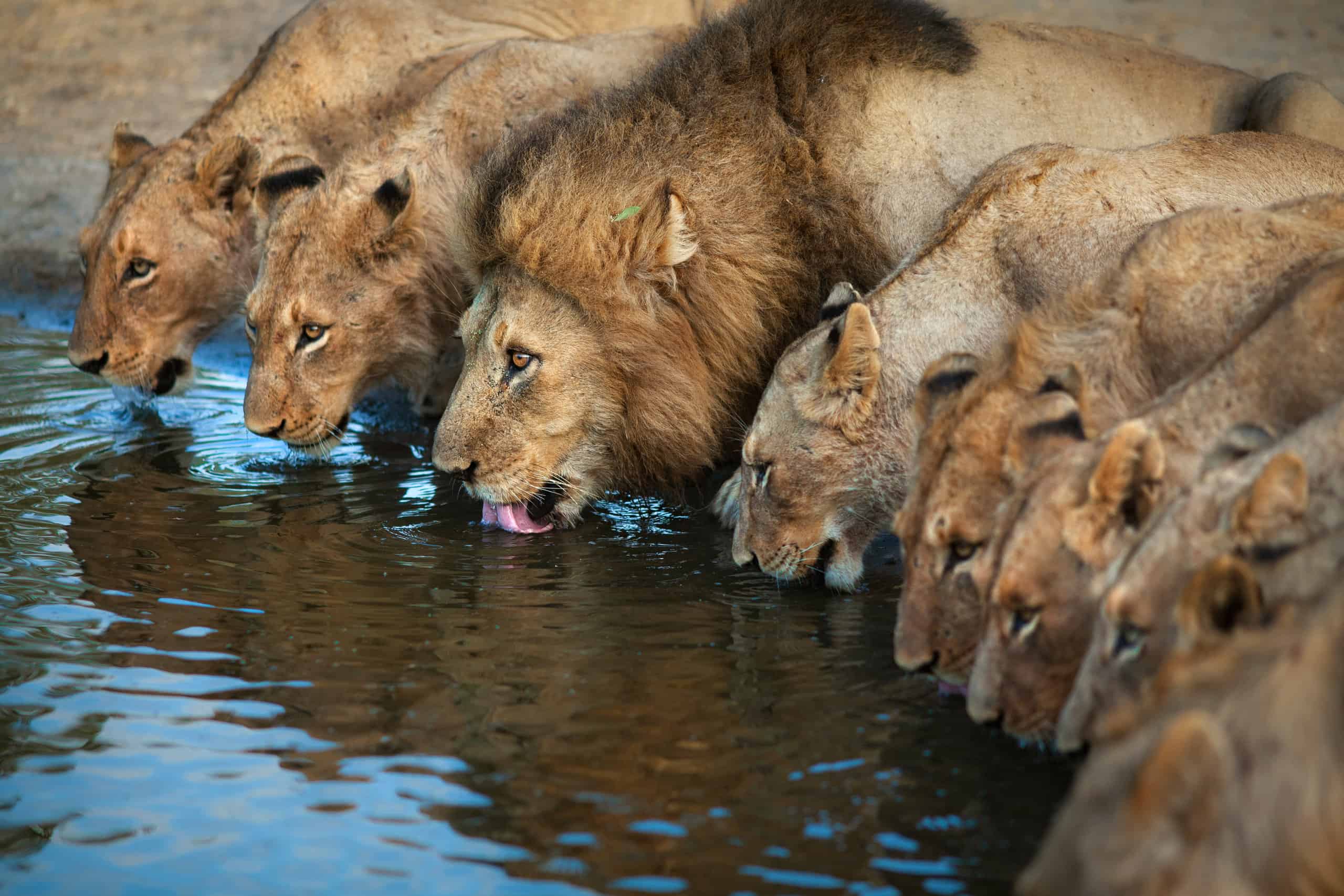 A pride of lions drinking from a pond.