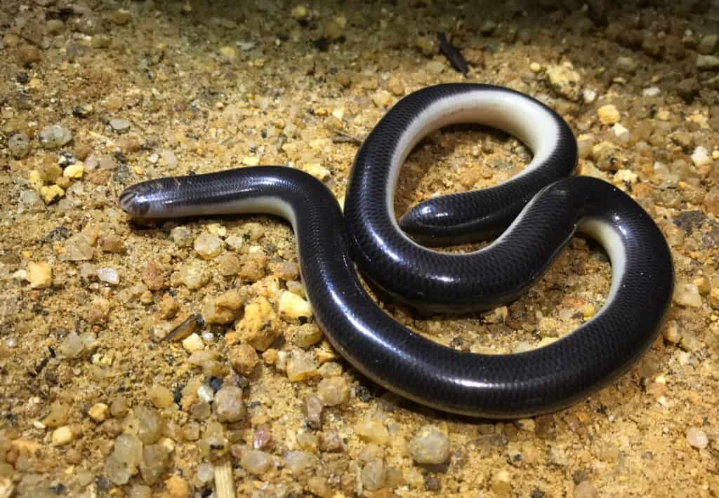 Close up of Mueller's blind snake