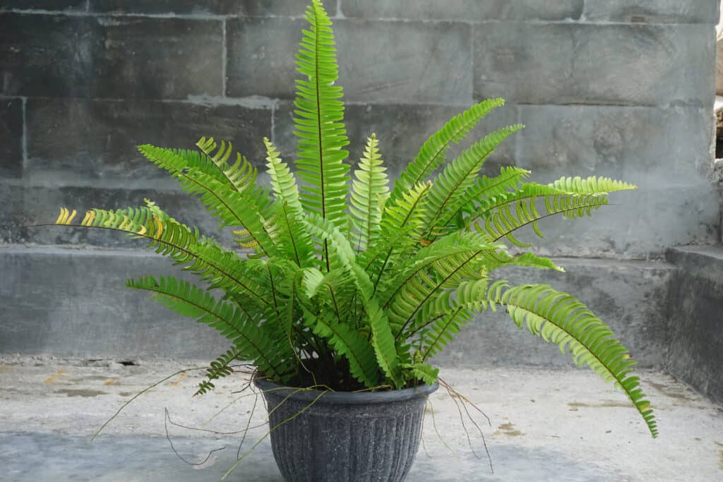 Potted sword fern on greay concrete background