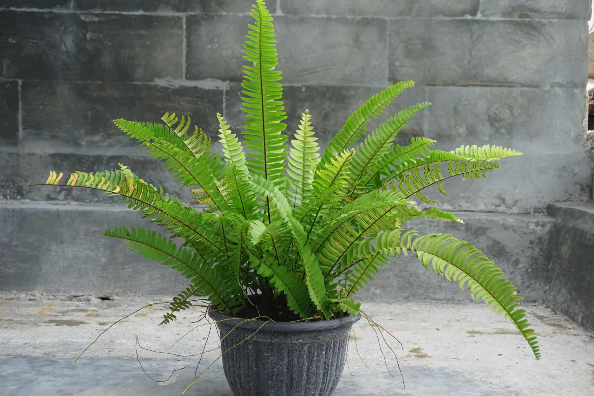 Boston Fern vs. Sword Fern: Two Similar Plants Often Confused