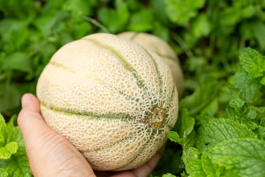 Hand holding a Tuscan melon