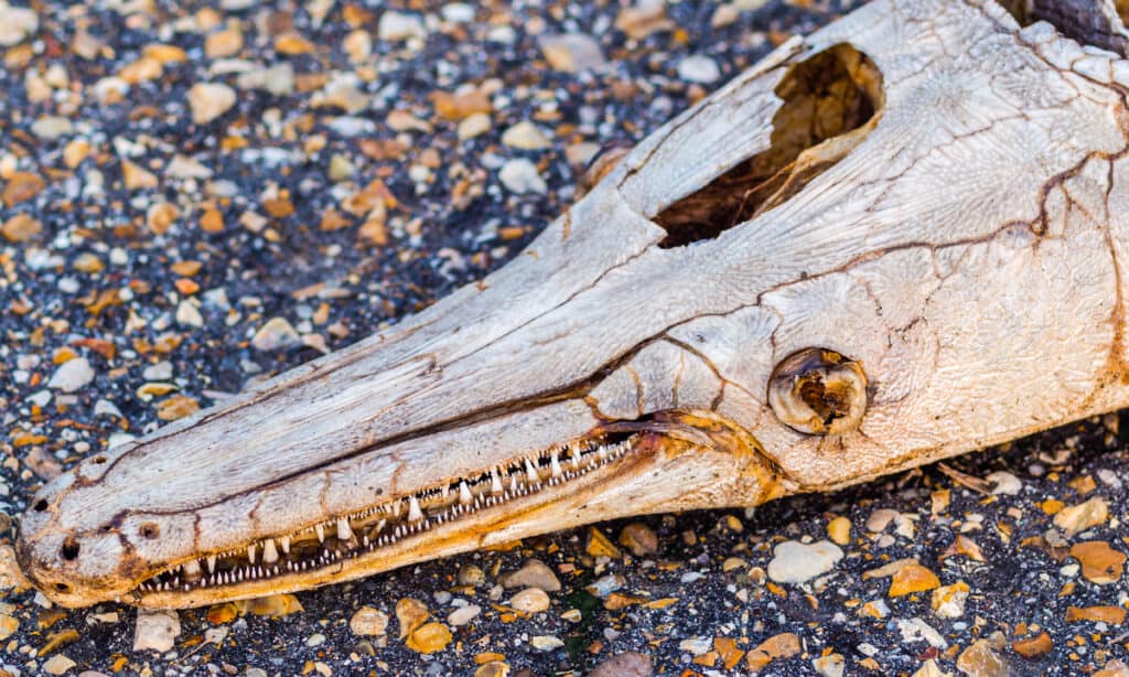 Alligator gar skull