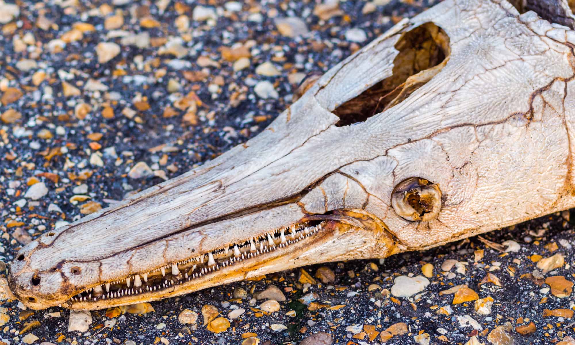 Alligator Gar Teeth Everything You Need To Know A Z Animals
