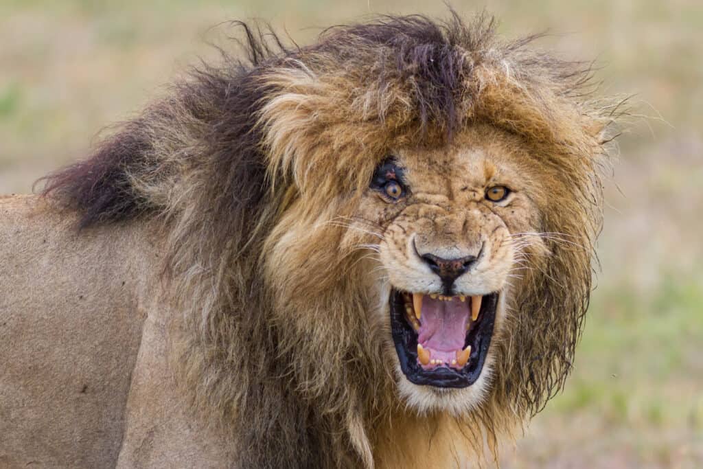 Male lion calling in Masai Mara