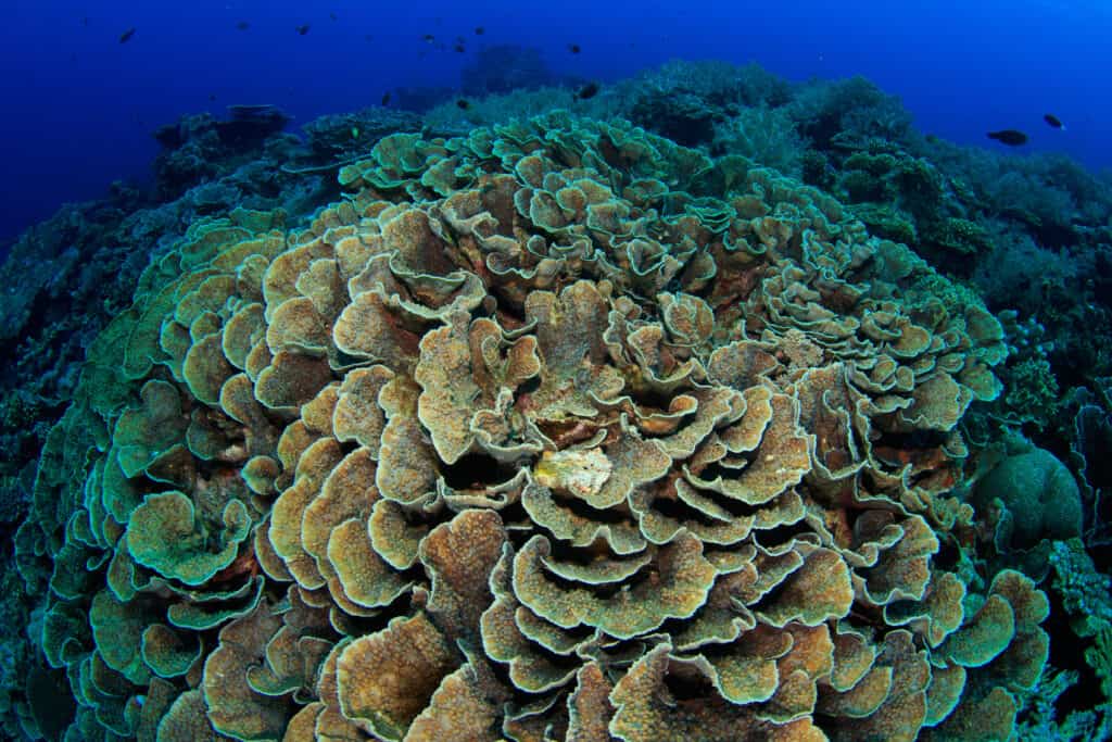 Lettuce Coral (Agaricia agaricites) in ocean.