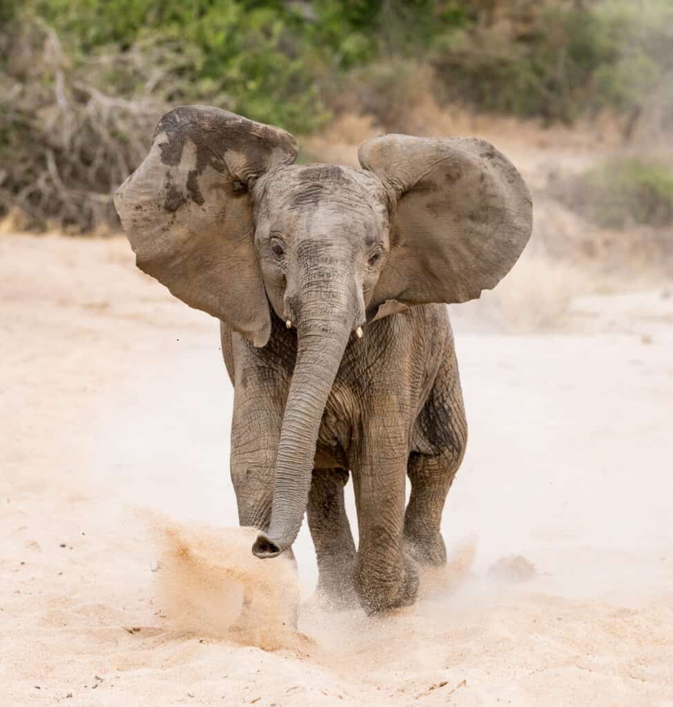 Beobachten Sie einen wütenden Elefanten, der Safari-Guides angreift