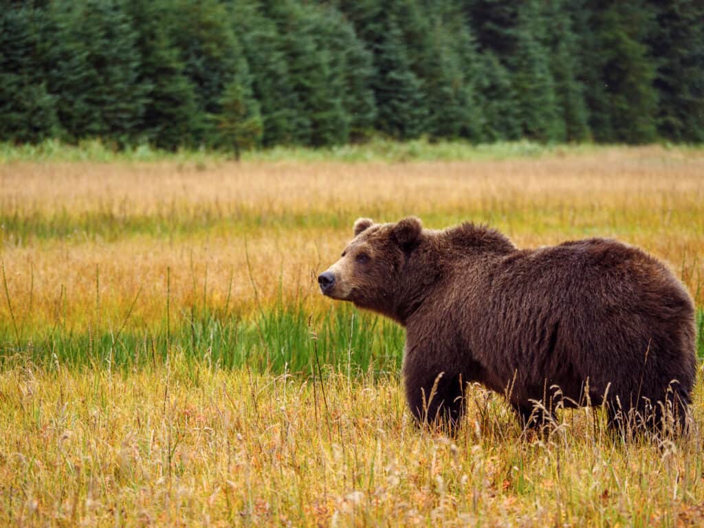 Ours grizzly en Alaska