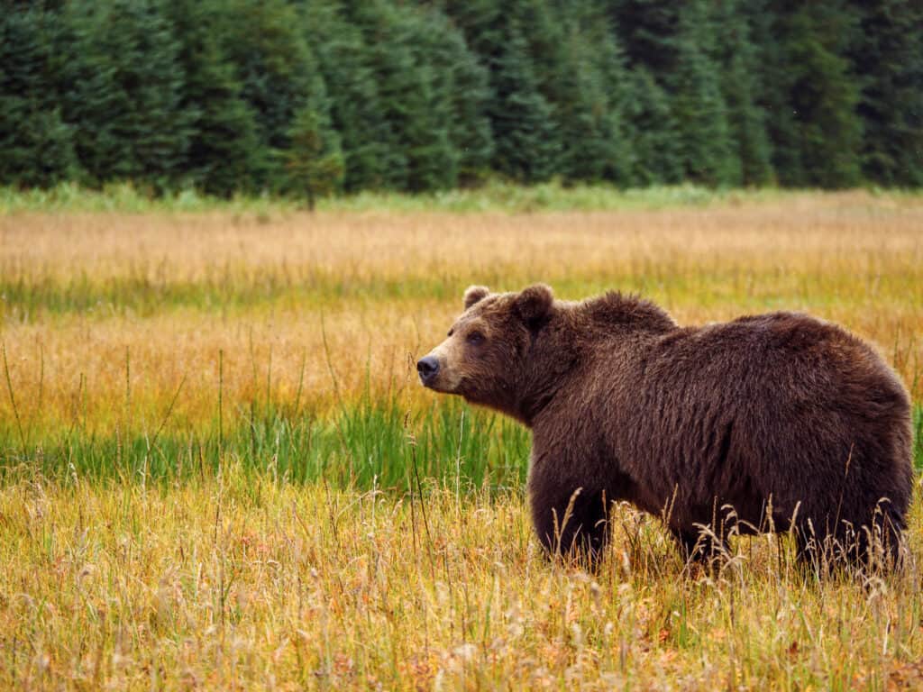 Grizzly bear in Alaska