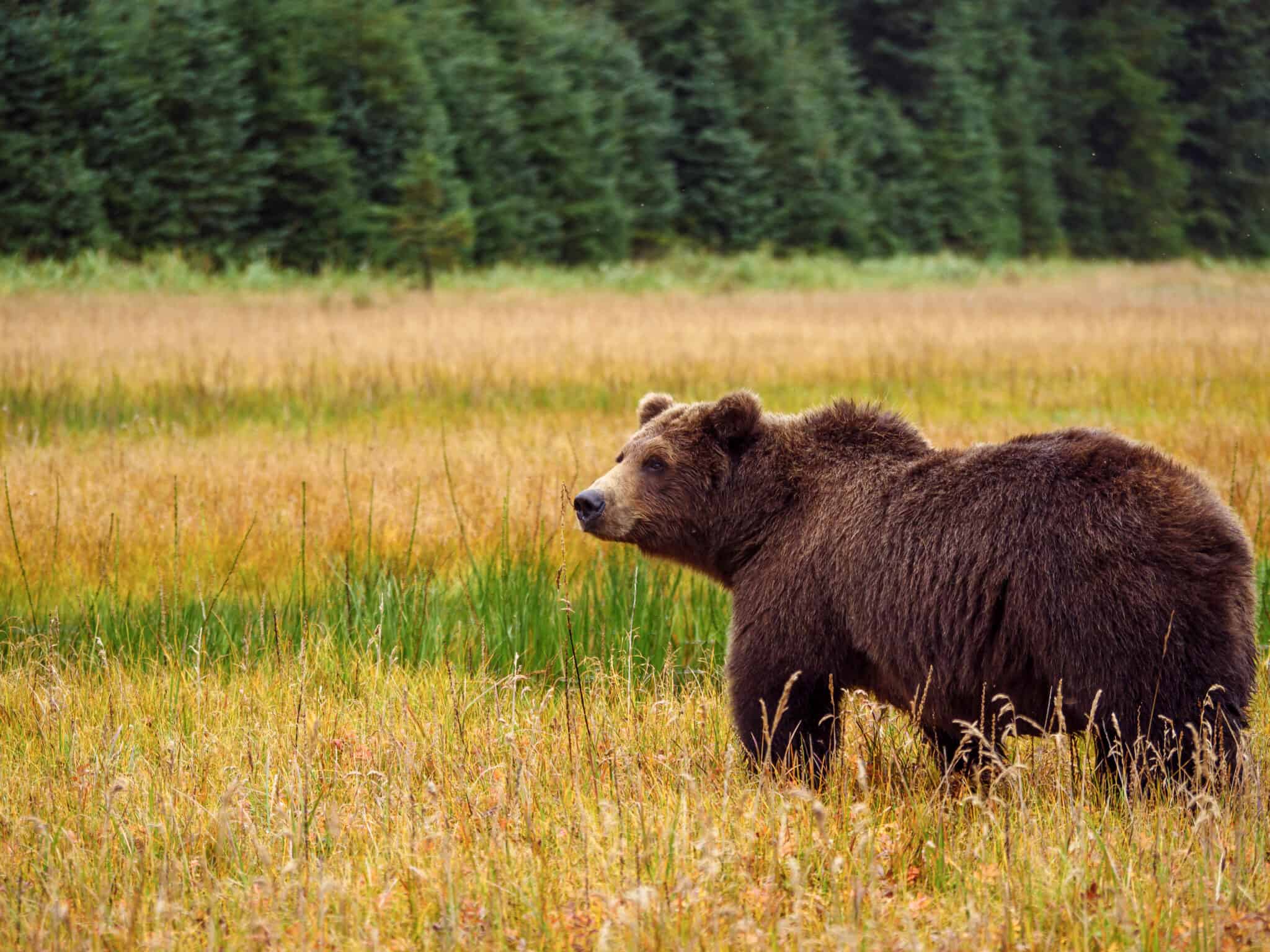 Wildlife in California - Types of Californian Animals - A-Z Animals