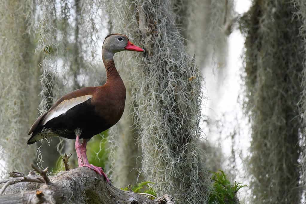 Black bellied whistling duck