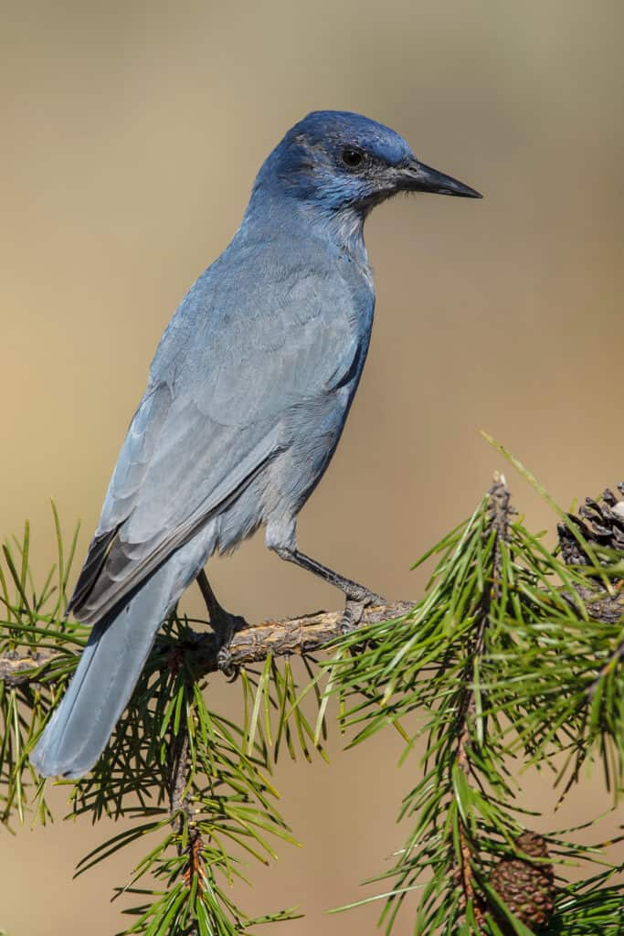 Full frame of a pinyon jay, perched on a pine tree,  its back toward the camera, facing right. It is mostly grey/blue, though its head is noticeably bluer than the rest of it. It appears to be disgruntled, judging from th look on its face. But it may just be stoic. 