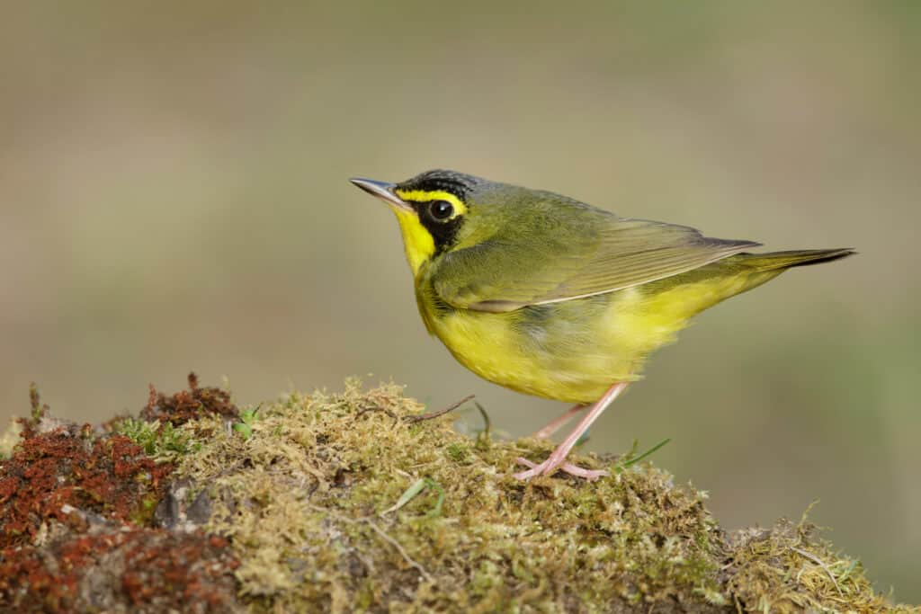 Male Kentucky Warbler perched on a bit of moss.