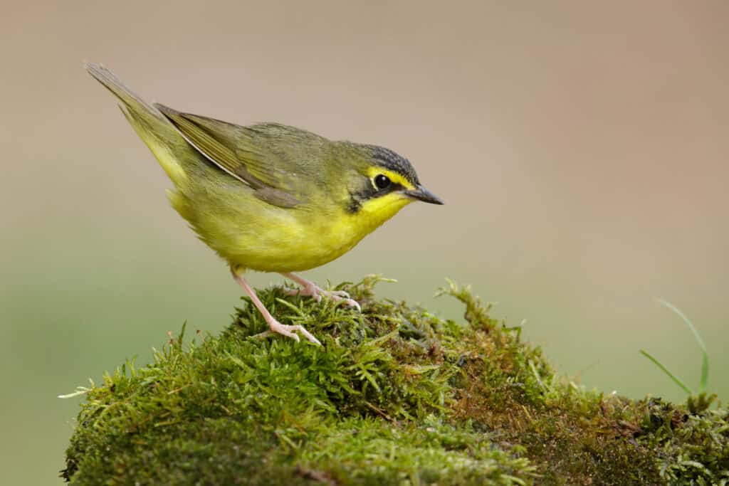 Female Kentucky Warbler perched on a bit of moss.