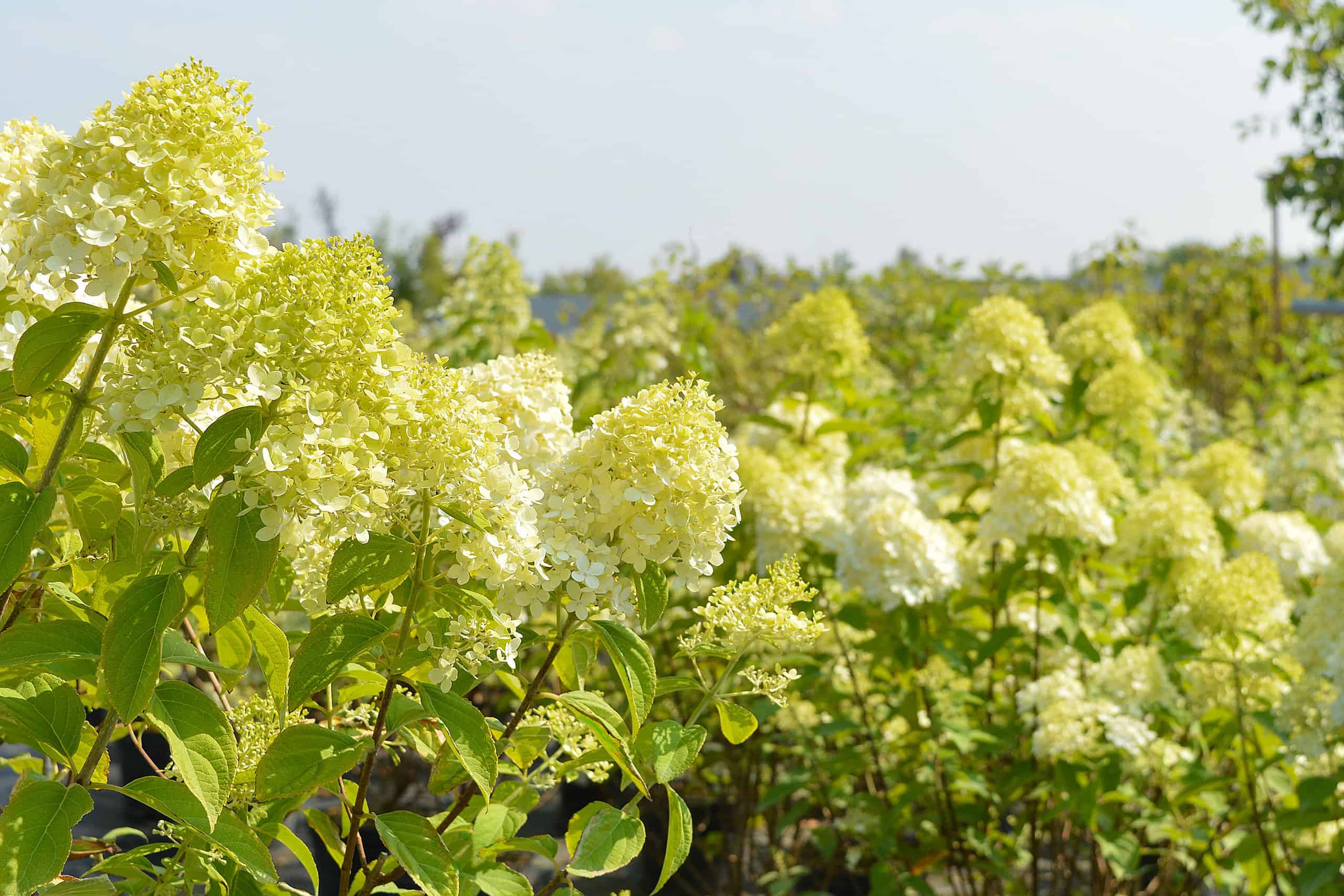 limelight hydrangea plant or shrub growing in the field. The ideal time to plant is fall.