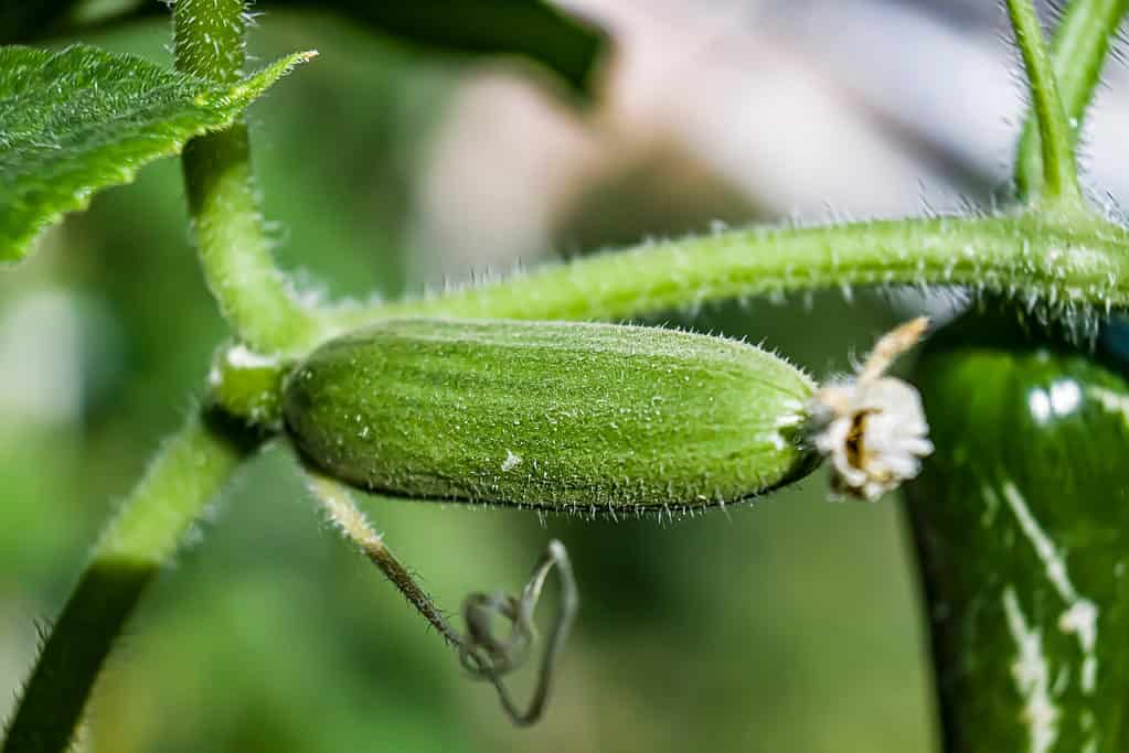 English cucumber growing on the vine