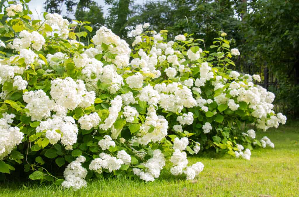 white hydrangea shrubs