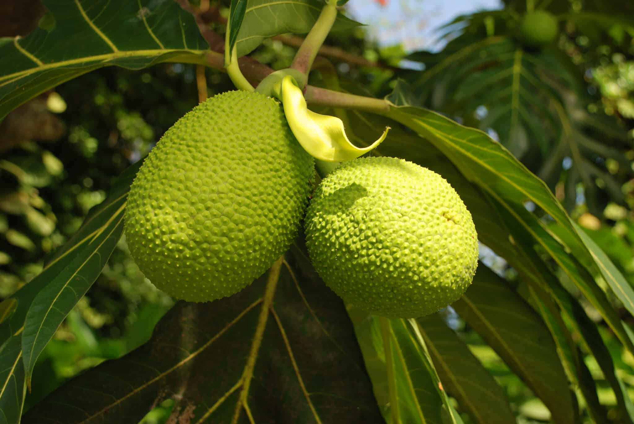 Breadfruit vs. Jackfruit - A-Z Animals