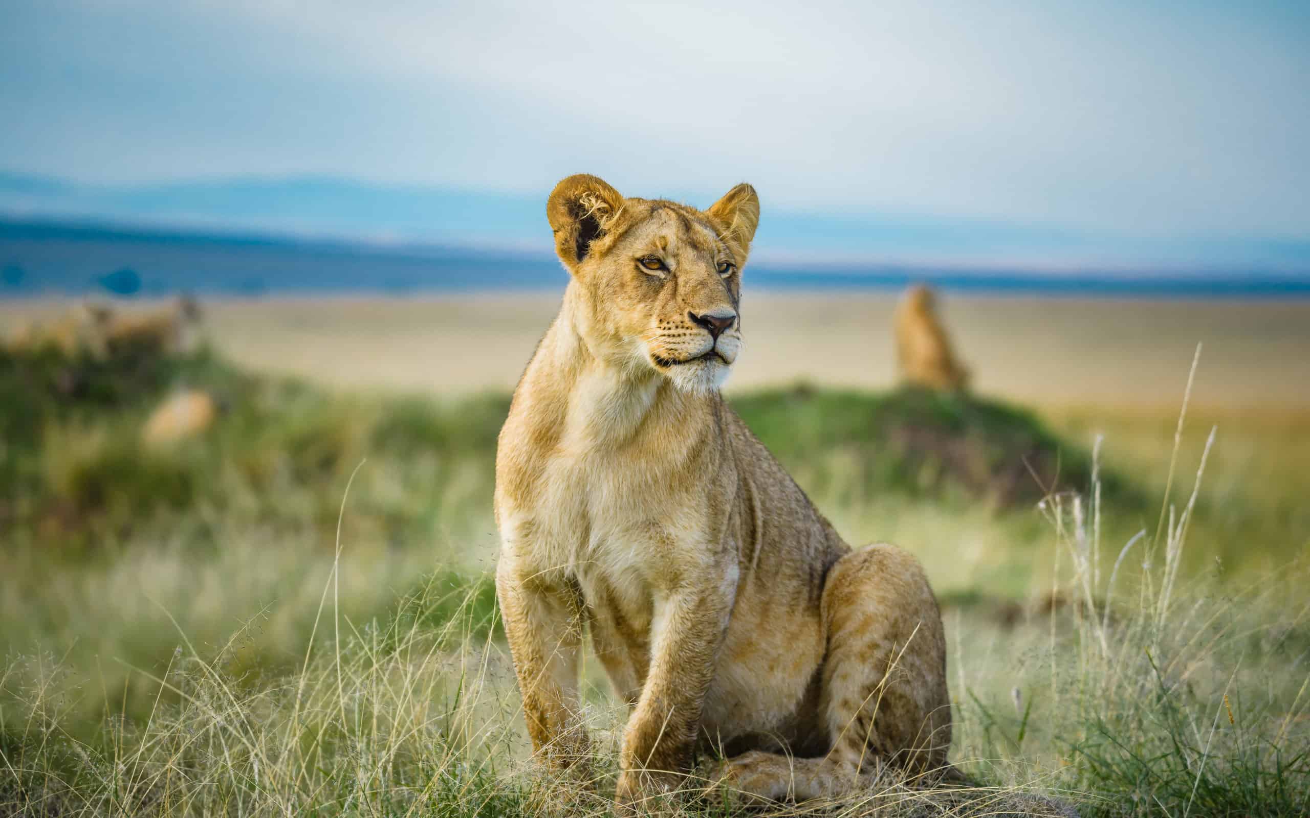 Sitting lioness face forward and looking off to the side