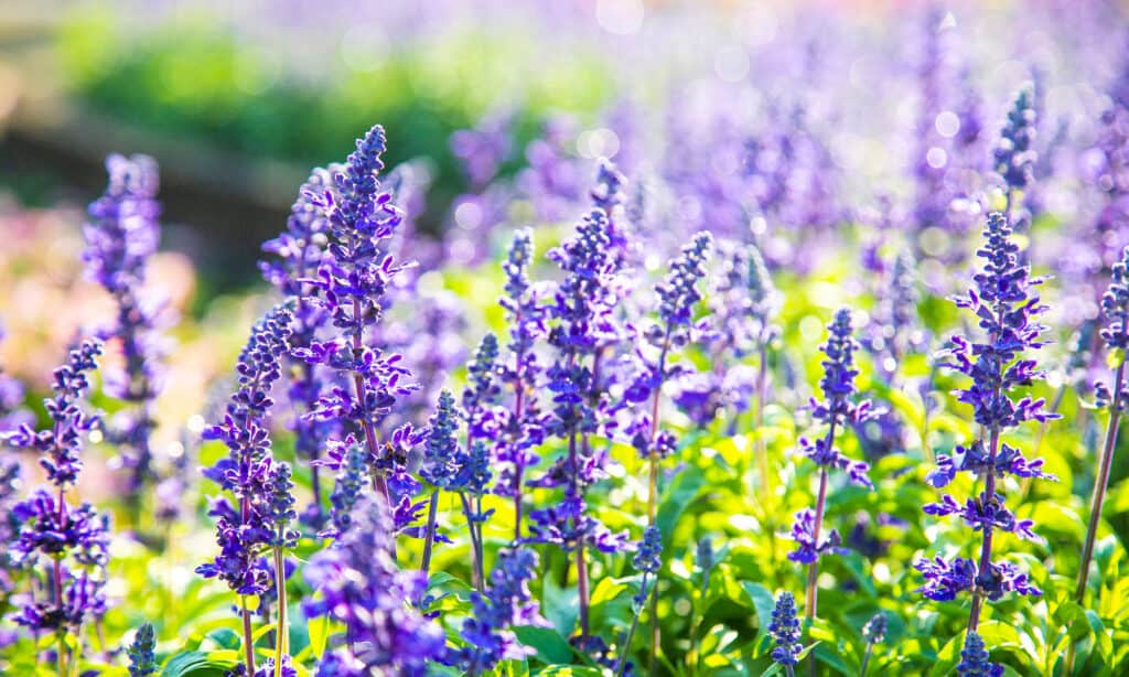 Common Sage (Salvia officinalis)