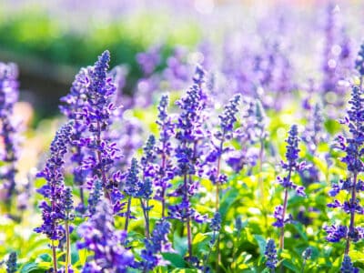 A The 10 Best Perennial Salvias That Come Back Every Year