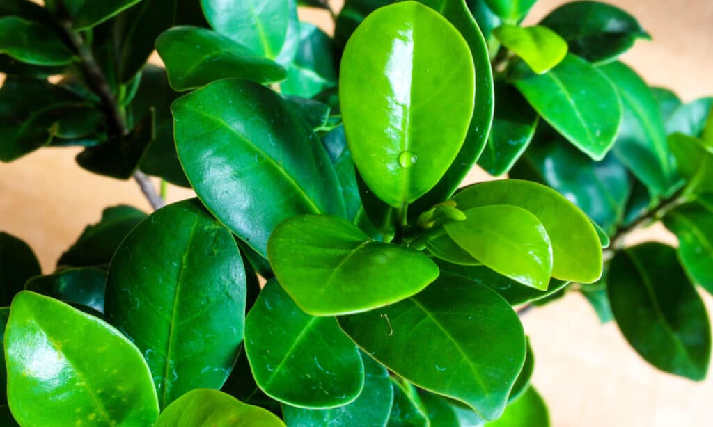 Ficus retusa leaves