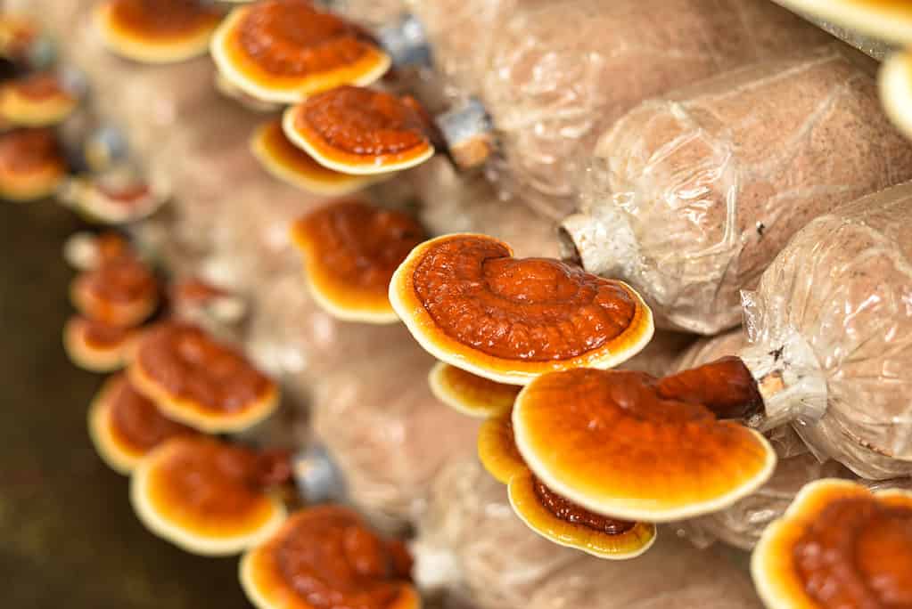 Reishi mushrooms growing in controlled environment