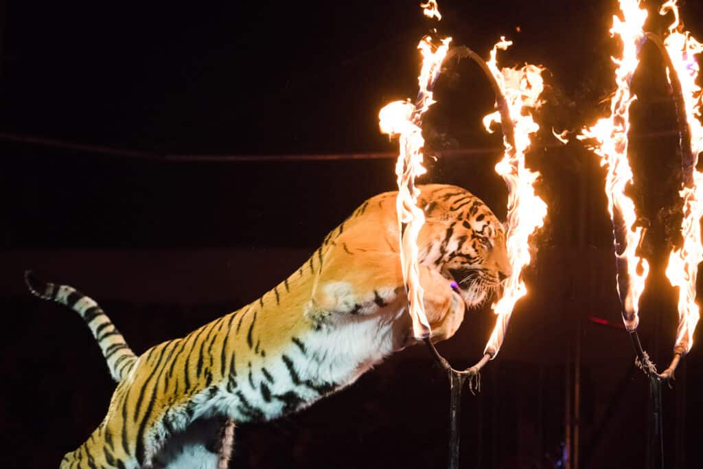Circus Tiger Jumps Through Fire
