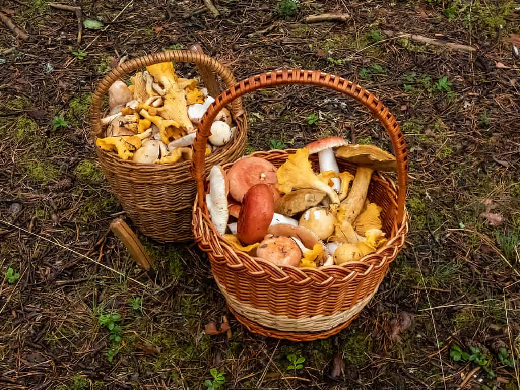 2 baskets of mushrooms from foraging