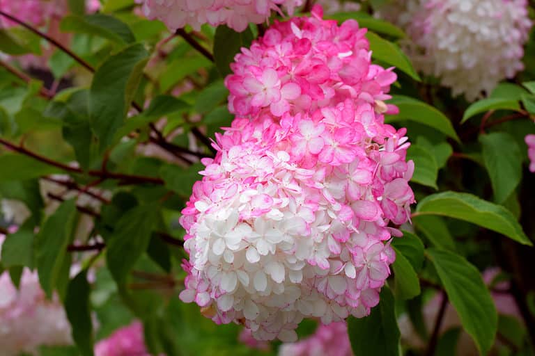 Close-up image of hydrangea paniculata variety vanilla strawberry