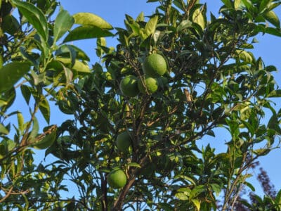 A Lime Tree vs. Lemon Tree